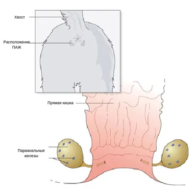 Новообразования (опухоли) перианальной области | Ветеринарная клиника  доктора Шубина
