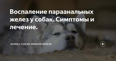 Параанальные железы у собак (54 фото) - картинки sobakovod.club