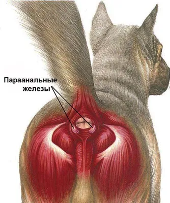 Почему собака ездит на попе: причины и лечение | Бетховен