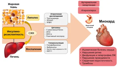 Болезни печени и их профилактика