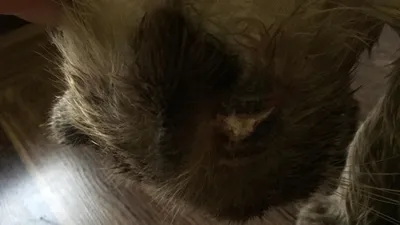 Правосторонний абсцесс кота в области верхней челюсти.