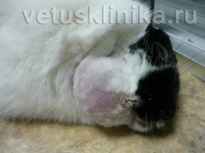 Раны у кошек - первая помощь и и обработка, лечение гнойных ран.  Ветеринарная клиника \"Зоостатус\"
