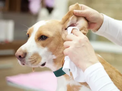 Параанальные железы у собак, как чистить, симптомы, лечение