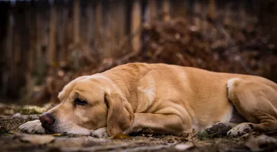 10 самых распространенных заболеваний у собак