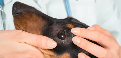 Миозит у собаки - признаки, лечение и рекомендации по восстановлению