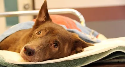 Воспаление желез у собаки: симптомы и рекомендации