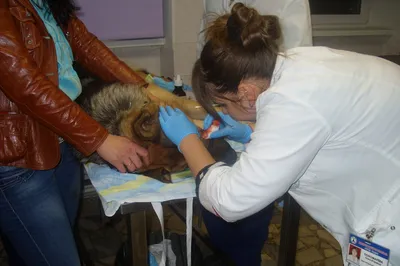 Воспаление анальных желез у собак - ЗооПорт