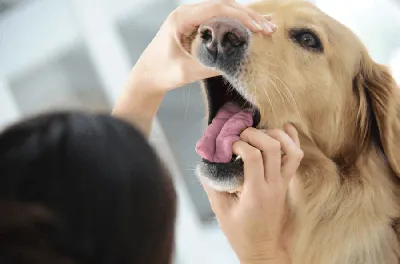 Воспаление слюнных желез у собаки - лечение, диагностика | Ветклиника  Берлога