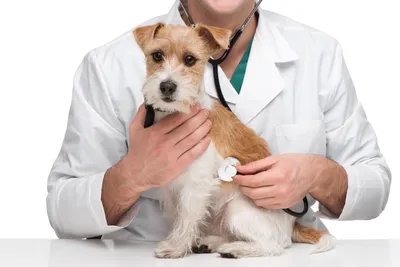 Абсцесс у собак: характеристика, фото, симптомы и лечение