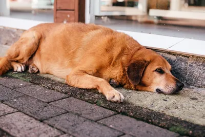 Свищ у собаки: как и чем лечить, симптомы, как выглядит на лапе, животе и  других местах