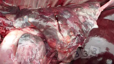 Абсцесс легкого - Атлас патологий свиней - pig333.ru, от фермы к рынку