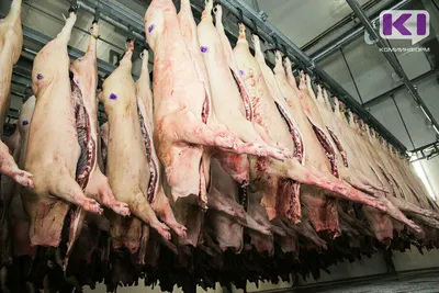 Можно ли заразиться бычьим цепнем из-за свинины