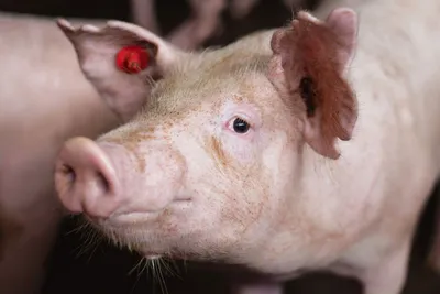 О свиньях и людях. Как превратить поросенка в донора безопасных органов