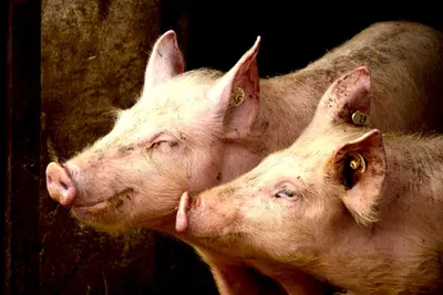 Что такое африканская чума свиней и чем она угрожает человеку | Комиинформ
