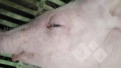 Кожу генетически модифицированной свиньи впервые пересадили человеку |  ВКонтакте