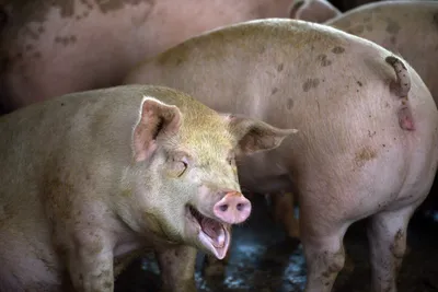 Новые стратегии снижения стресса у свиней