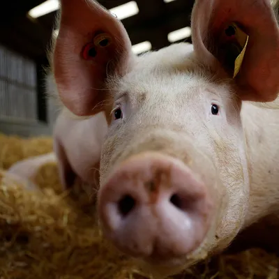 Отечная болезнь – Чем больше я лечу, тем больше свиней умирает! - Статьи -  pig333.ru, от фермы к рынку