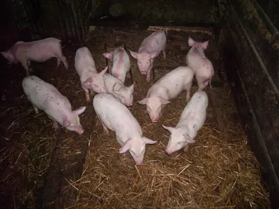 Менеджмент кормления для укрепления иммунитета свиней