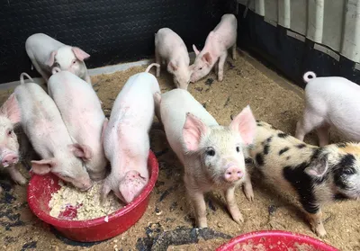 В волости Рыуге в Вырумаа обнаружена африканская чума свиней