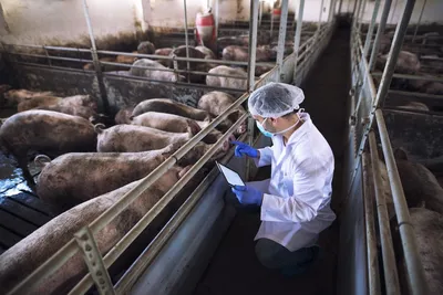 Свиньи могут передавать смертельные супербактерии людям — исследование | ИА  Красная Весна