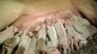 Свинья не очистилась после родов - заболевания свиноматки после опороса