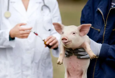 Обезьяна прожила 758 дней с почкой генно-модифицированной свиньи. В геном  животного-донора внесли 69 модификаций