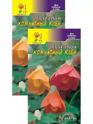 Коллекции растений ЦСБС СО РАН - Abutilon Mill. cv.Variegata – Абутилон  cv.Variegata