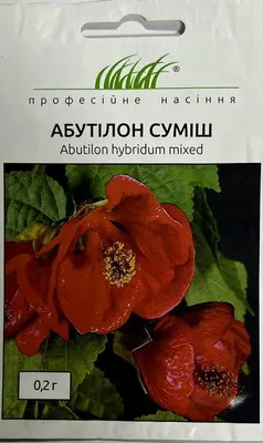 Цветущий комнатный клен: как правильно ухаживать за абутилоном