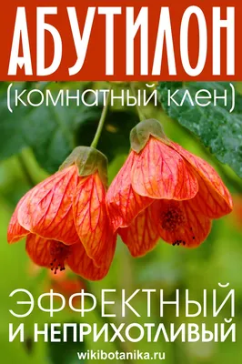 Семена Абутилон Комнатный клен смесь, 0,1 г (GL Seeds) – фото, отзывы,  характеристики в интернет-магазине ROZETKA от продавца: Дарвин | Купить в  Украине: Киеве, Харькове, Днепре, Одессе, Запорожье, Львове