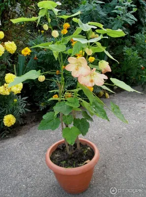 File:Abutilon-1.jpg - Wikipedia