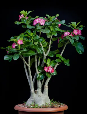 Адениум арабский (Adenium arabicum) | Raritet-plants