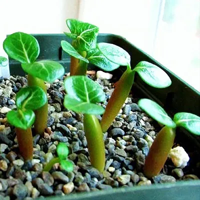 Виды Адениума (Adenium) | Raritet-plants