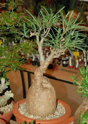 Адениум AdeniumBOOM комнатных, экзотических растений, адениум AKGOZN-6 -  купить по выгодным ценам в интернет-магазине OZON (543990074)
