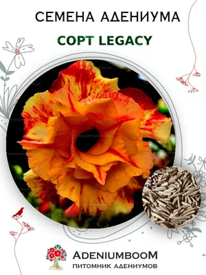 Семена Адениума Обесум, сорт Legacy (4шт.) / семена цветов комнатных  суккулентов, набор семян домашних растений цветущих