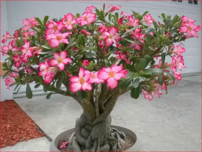 Adenium Obesum Triple Flower SIMPLE LOVE: купить 2 семени c доставкой  почтой 🌸 Адениум дома