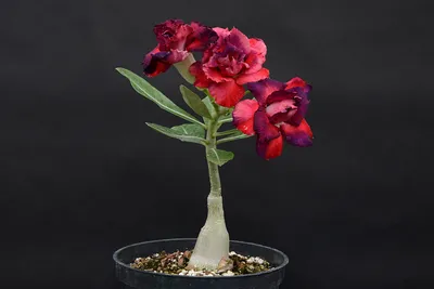 Неповторимые цветы Адениума | Raritet-plants