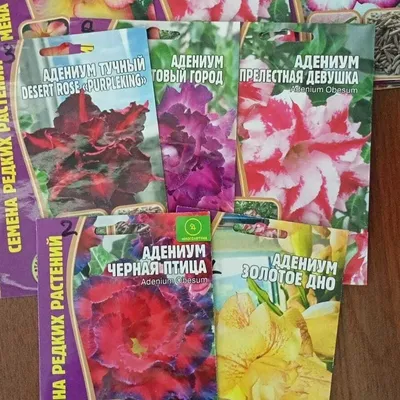 Адениум AdeniumBOOM комнатных, экзотических растений, адениум AKGOZN-1 -  купить по выгодным ценам в интернет-магазине OZON (543909157)