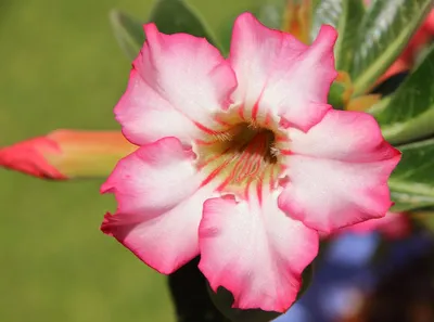 Semion Shulman | Desert rose, Adenium, Rose