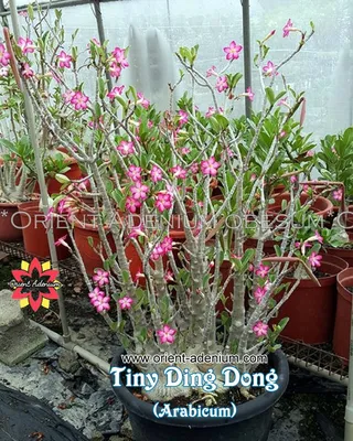 Adenium Obesum Triple Flower SMOKE SPEAK: купить 2 семени c доставкой  почтой 🌸 Адениум дома