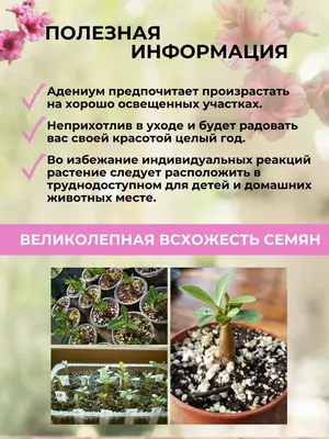 Интернет-магазин \"Адениум дома\" - adenium-doma.ru - «Семена для тех, кто  любит экзотику 🤍. Фото адениума из семечка, заказанного много лет назад. И  свежий заказ (несколько сортов эвкалипта, лавр, олива, датуры, актинидия)  🌱» |