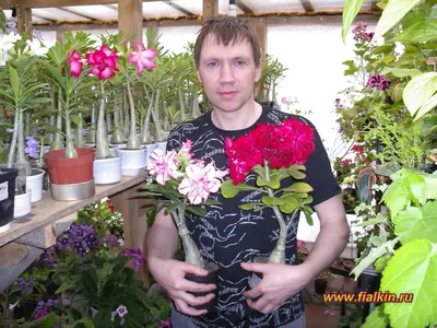 Адениум Розовый MIX 10 шт, семена суккулента цветущего для дома, цветок  комнатный Роза пустыни — купить в интернет-магазине по низкой цене на  Яндекс Маркете