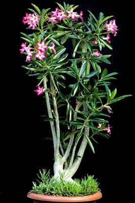Адениум сомалийский (Adenium somalense) | Raritet-plants