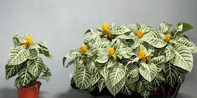 Aphelandra - Wikispecies