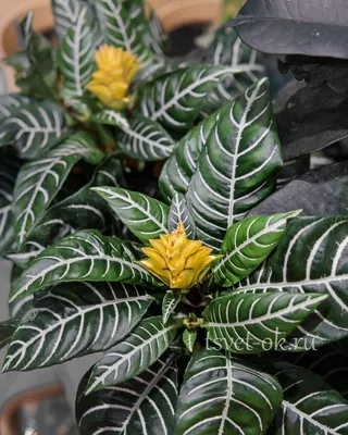 Aphelandra Dania Афеландра