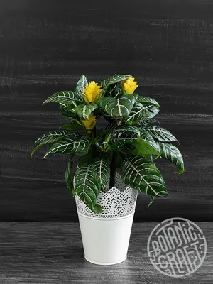 Афеландра - Магазинът за Цветя - sunflower-bg.com ⚘