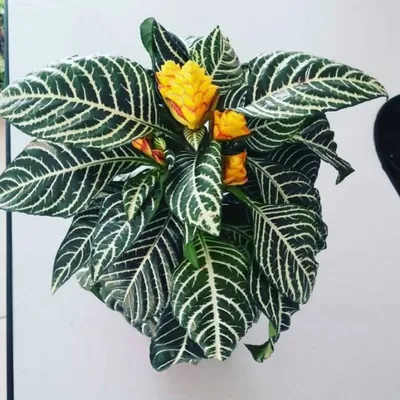🌸Афеландра — красивое комнатное растение, которое зацветает тогда, когда  большая часть комнатных растений готовятся к периоду покоя.… | Instagram