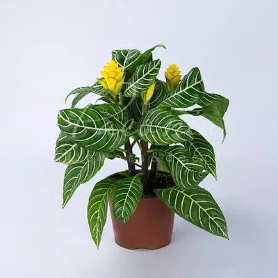 Горшечное растение Афеландра (ID#632400905), цена: 220 ₴, купить на Prom.ua