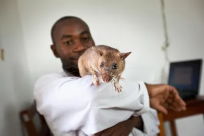 Гигантская Африканская крыса - 68 фото