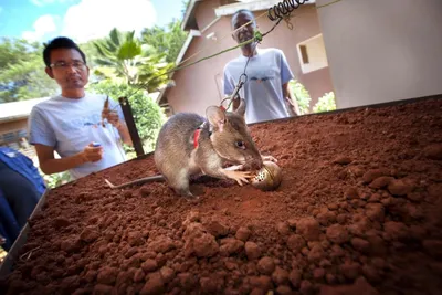 Гигантская Африканская крыса - 68 фото