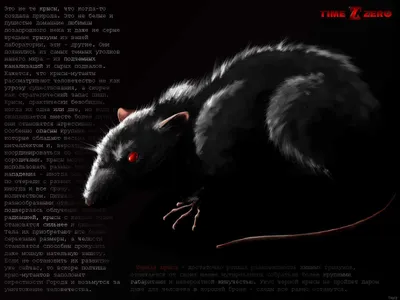 Черная крыса с красными глазами - 67 фото